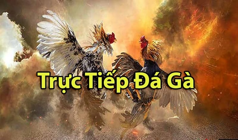 https://www.cds.org.in/tim-hieu-ve-da-ga-thomo-campuchia/